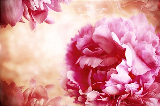 粉色,牡丹,花