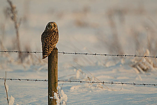 短耳鸮,成年,栖息,雪中,林肯郡,英格兰,英国,欧洲