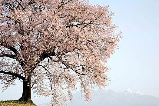 櫻花