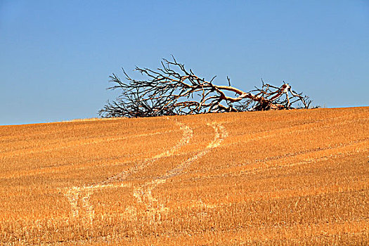 死,树,农田,西澳大利亚州