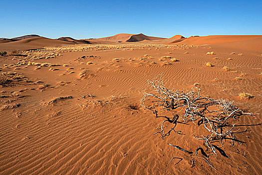 沙丘,索苏维来地区,纳米布沙漠,纳米比沙漠,公园,纳米比亚,非洲
