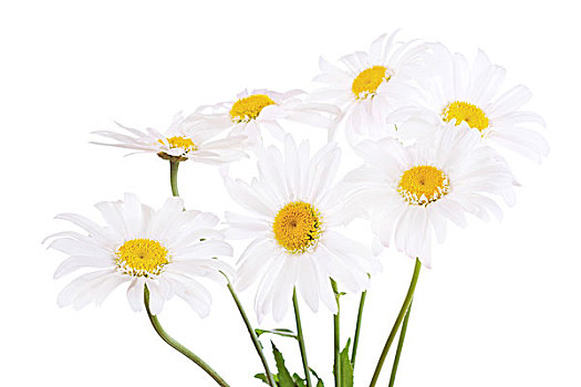雏菊,花,隔绝,白色背景,背景