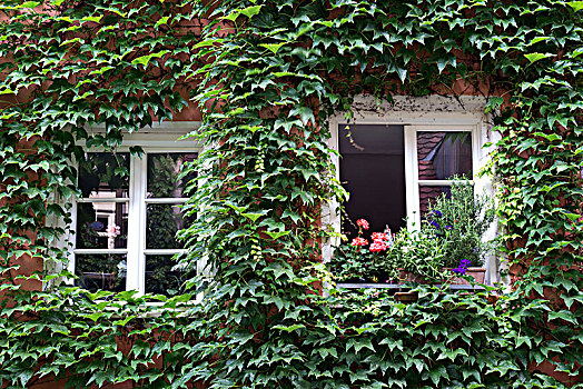 常春藤,窗户,奥格斯堡,巴伐利亚,德国,欧洲