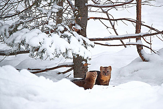 雪地中两只长白山野生紫貂