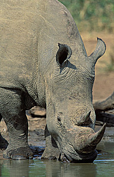 白犀牛,喝,水潭,濒危物种,公园,祖鲁兰,南非,非洲