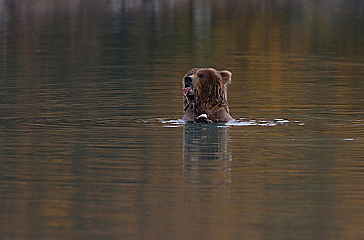 大灰熊,棕熊,喂食,河,卡特麦国家公园,阿拉斯加