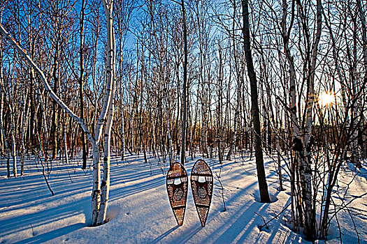 桦树,树林,雪鞋,保护区,靠近,伯林顿,安大略省,加拿大