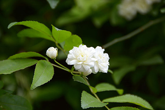 木香,木香花,白花,小白花