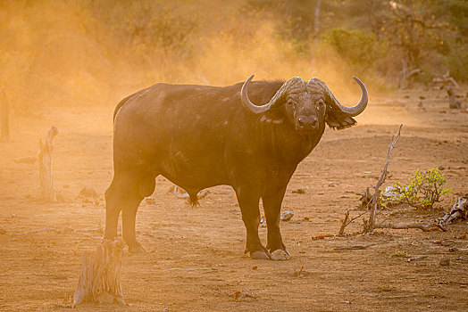 非洲水牛,克鲁格国家公园,南非,非洲