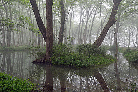 雾中的枫杨树