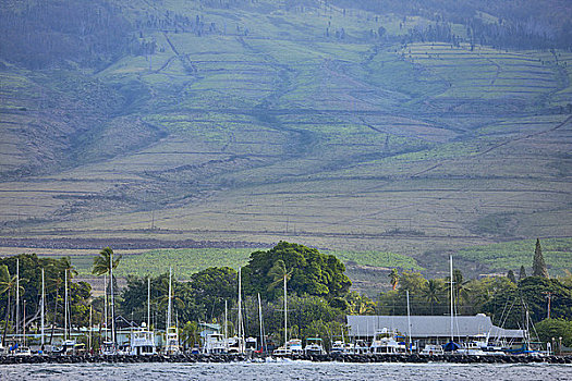 帆船,港口,拉海纳,毛伊岛,夏威夷,美国