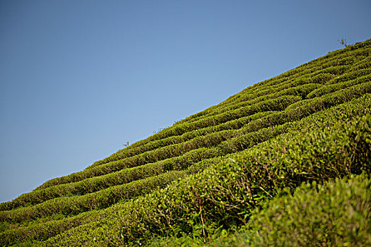 福建福鼎梯田茶园