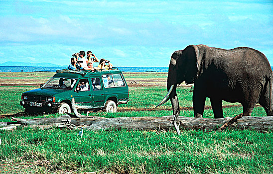 大象,旅游,肯尼亚