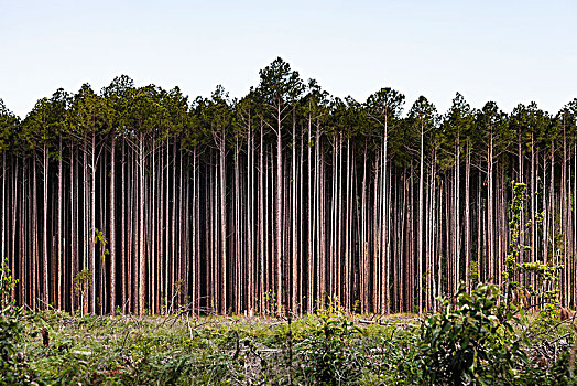 树,林中空地,澳大利亚