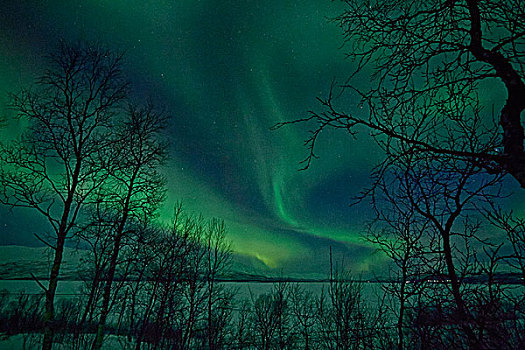 风景,剪影,树,北极光,夜晚,瑞典