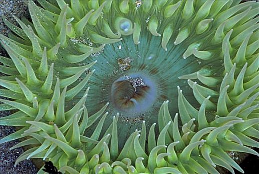 海葵