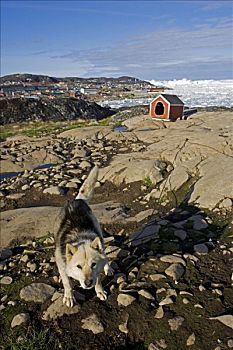 格陵兰,伊路利萨特,远眺,联合国教科文组织,场所,哈士奇犬,休息,靠近,狗窝