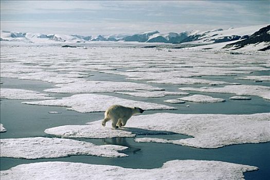 北极熊,冰,艾利斯摩尔岛,加拿大
