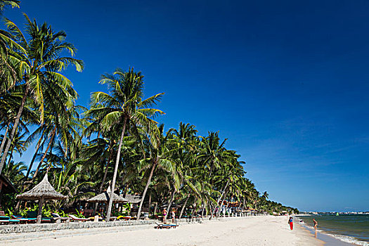 越南,美尼,海滩,棕榈树