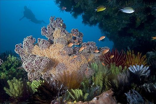印度尼西亚,科莫多,珊瑚礁景,潜水