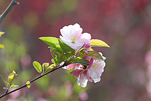 海棠花