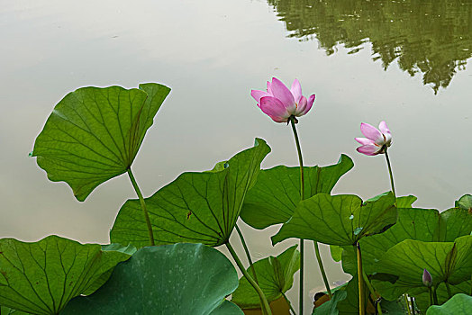 夏日荷花