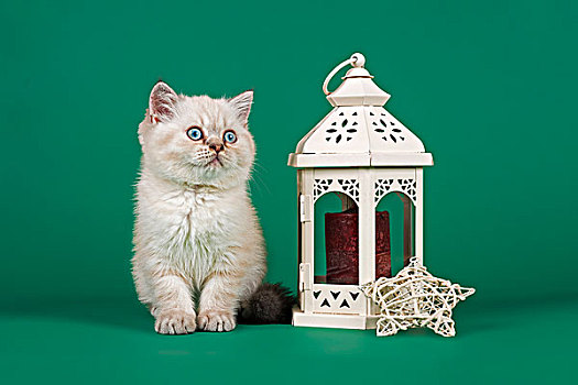 英国短毛猫,猫,圣诞装饰