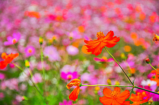 格桑花