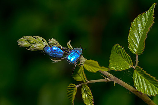 蓝色,甲虫