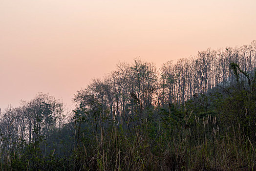 黎明时分的老挝森林