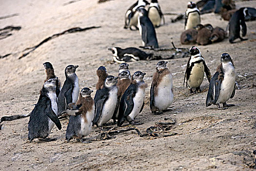 企鹅,黑脚企鹅,成年,幼兽,漂石,海滩,城镇,西海角,南非,非洲
