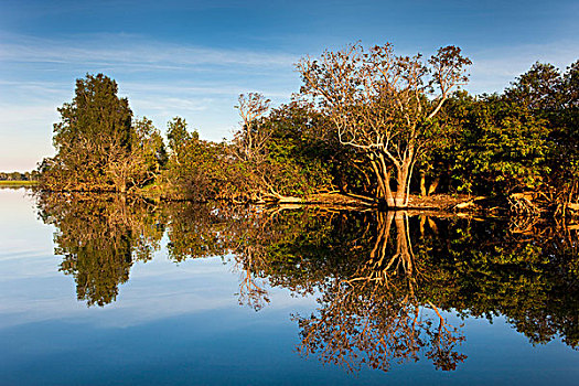 黄色,水,湿地,泻湖,卡卡杜国家公园,北领地州,澳大利亚