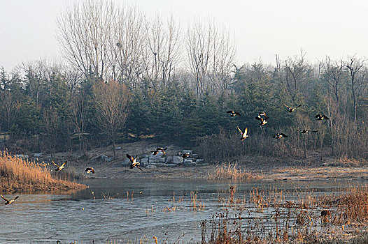 冬日自然景区野鸭群