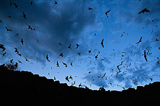 蝙蝠,飞,室外,洞穴