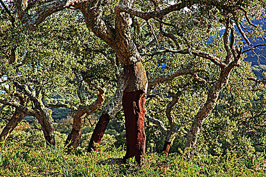 老,栓皮栎,树,安达卢西亚,西班牙