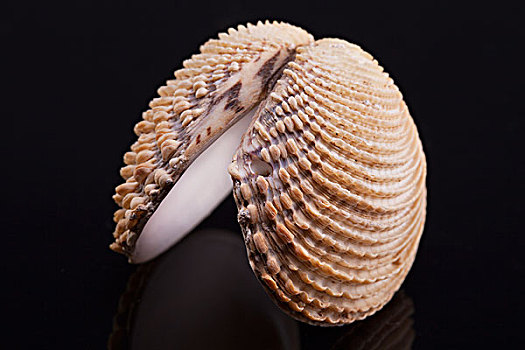 海螺壳,双壳纲,隔绝,黑色背景,背景