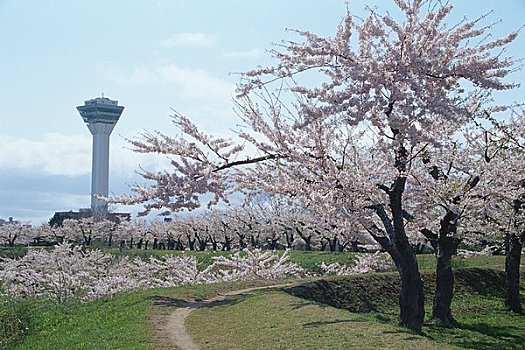 樱花,公园