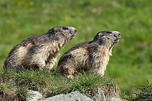 阿尔卑斯山土拨鼠,旱獭,一对,海里根布鲁特,上陶恩山国家公园,奥地利