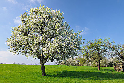 梨树,阿沙芬堡,弗兰克尼亚,巴伐利亚,德国