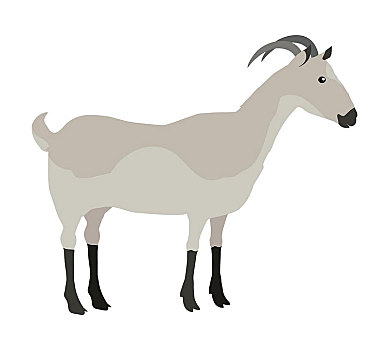 农场,宠物,山羊,插画,一个,有角动物,白色背景,象征,矢量,家畜,侧面视角,彩色,灰色,设计