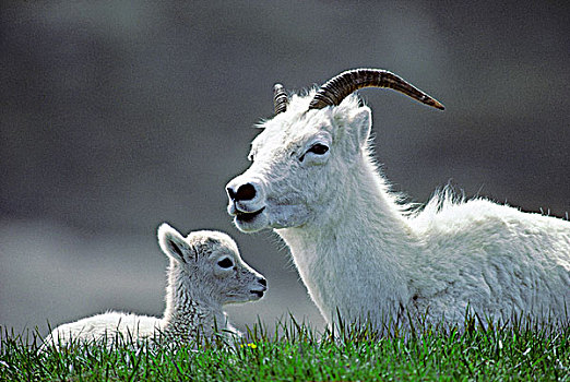 母羊,野大白羊,白大角羊,诞生,克卢恩国家公园,育空