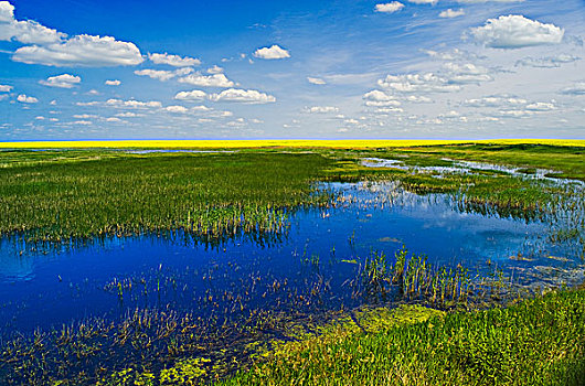 草原,低湿地,油菜,背景,靠近,萨斯喀彻温,加拿大