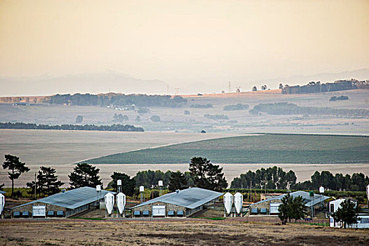 农田,黄昏,斯坦陵布什,西海角,南非