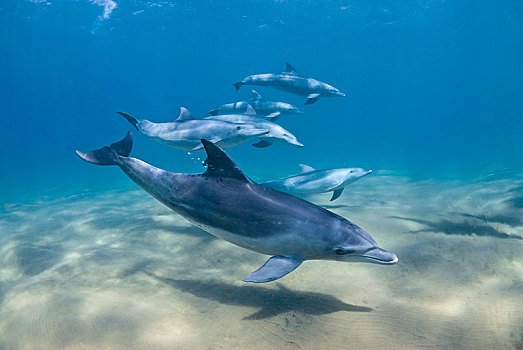 宽吻海豚,海豚,鱼群,湾,南非,非洲