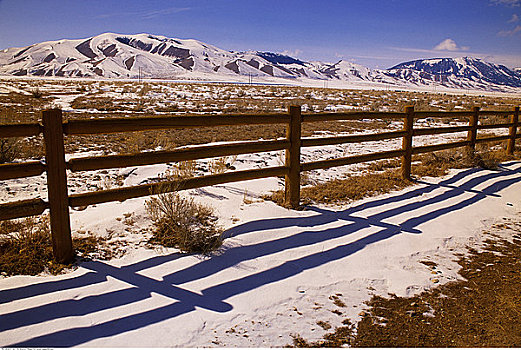 风景,牛,冬天,靠近,利马,蒙大拿,美国