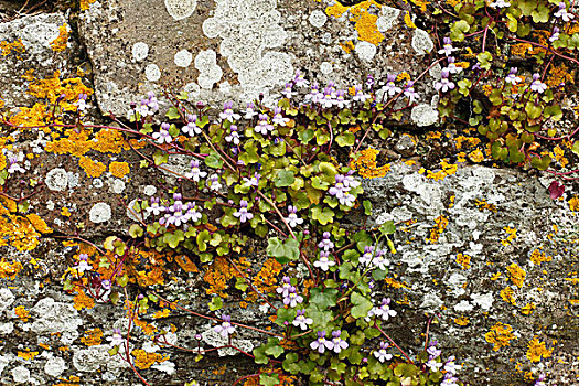 常春藤,老,墙壁,苔藓,爱尔兰,英国,欧洲