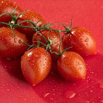 犁形番茄,红色背景