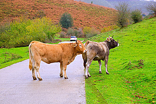 母牛,情侣,比利牛斯山脉,道路,伊拉蒂,丛林,纳瓦拉,西班牙