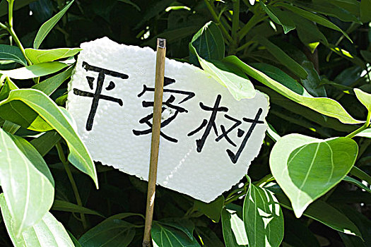 标签,植物,汉字