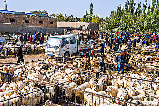新疆,市场,羊群,交易